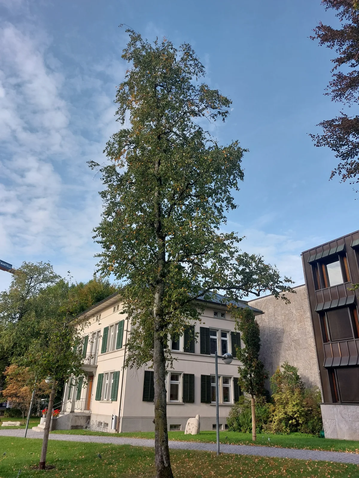 Für sie soll Ersatz gepflanzt werden. Man sieht eine Birke vor dem Wetziker Stadthaus.